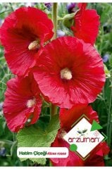 Hatim Çiçeği (alcea Rosea) Çiçek Tohumu 50 Adet