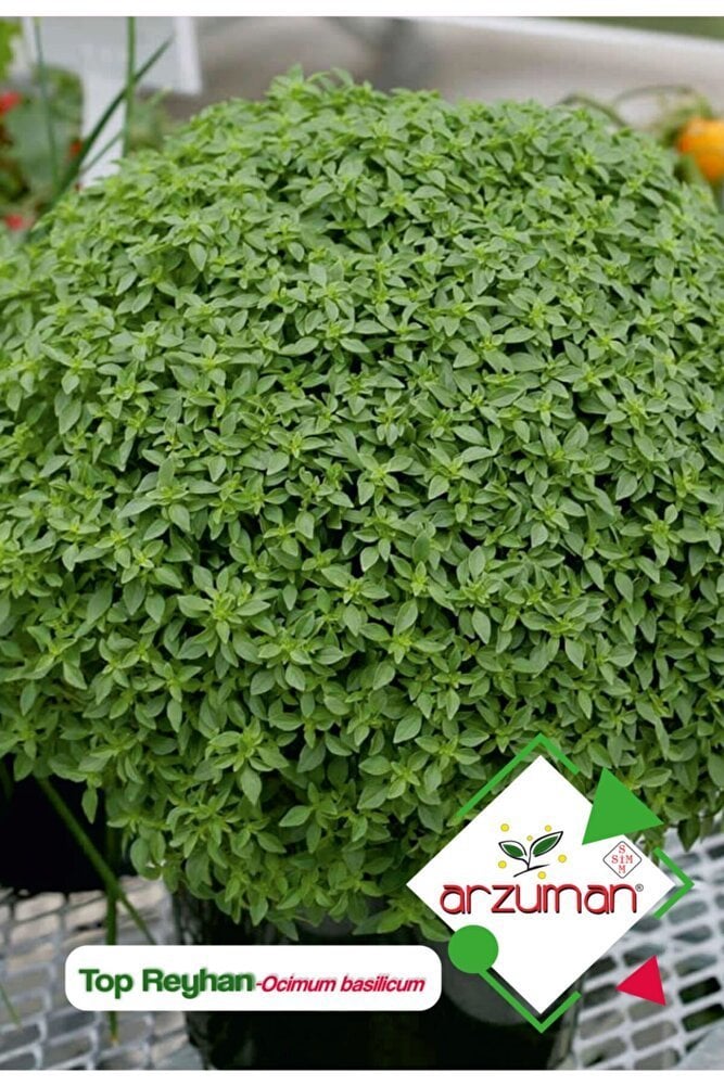 Top Fesleğen - Top Reyhan (Ocimum Basilicum) 100 Adet