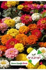 Zinna (Zinnia) Çiçeği Tohumu 30 Adet
