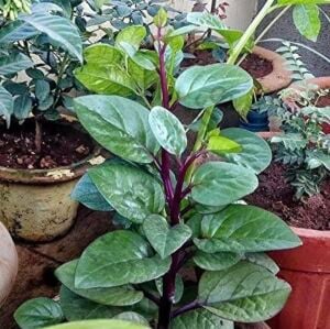 Kırmızı Malabar Ispanağı Tohumu (10 Tohum)