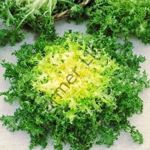 Rhodos Endive Fidesi 6 Adet