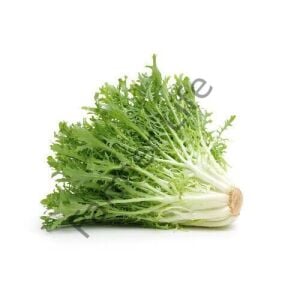 Rhodos Endive Fidesi 6 Adet