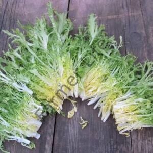Rhodos Endive Fidesi 6 Adet