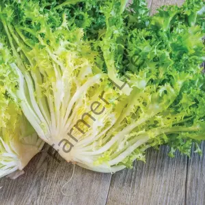 Rhodos Endive Fidesi 6 Adet