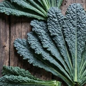 Palmiye Kale Fidesi 6 Adet