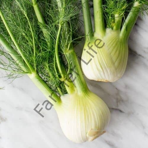 Kök Rezene Fidesi 6 Adet