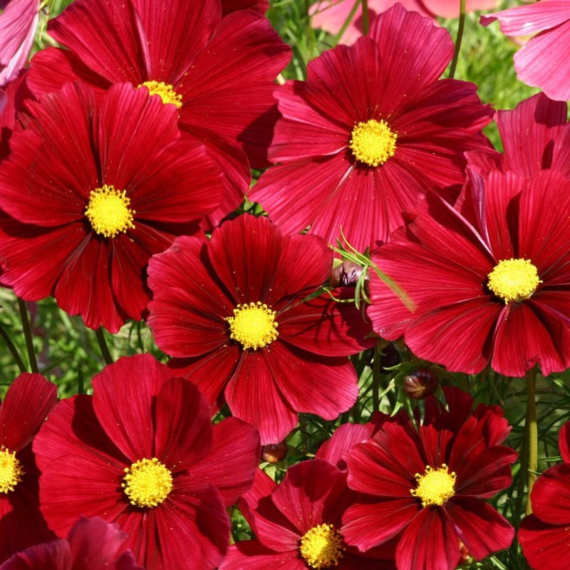 Kırmızı Renkli Cosmos Çiçeği Tohumu (30 Tohum)