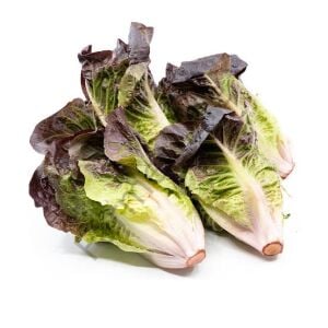 Red Romaine Marul Fidesi 6 Adet