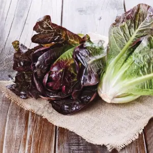 Red Romaine Marul Fidesi 6 Adet