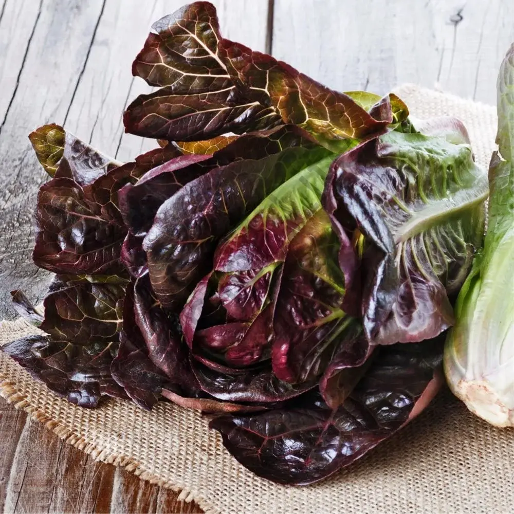 Red Romaine Marul Fidesi 6 Adet