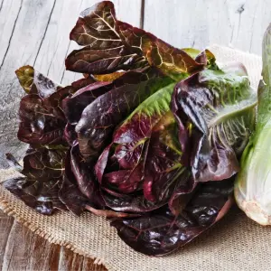 Red Romaine Marul Fidesi 6 Adet