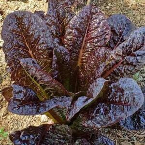 Red Romaine Marul Fidesi 6 Adet