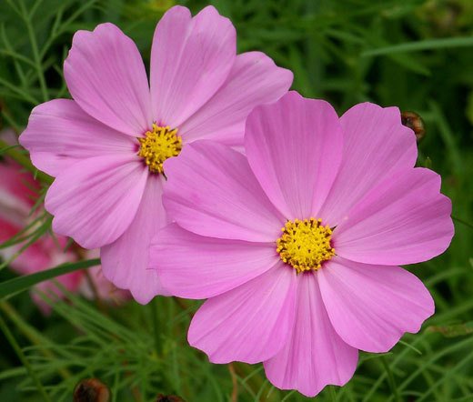 Pembe Renkli Cosmos Çiçeği Tohumu (30 Tohum)