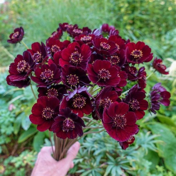 Çikolata Renkli Cosmos Çiçeği Tohumu (30 Tohum)