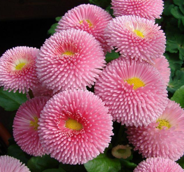 Pembe Renkli Şeker Tabağı Çiçeği Tohumu (50 Tohum)