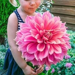 Karışık Renkli Dahlia Çiçeği Tohumu (30 Tohum)