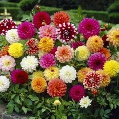Karışık Renkli Dahlia Çiçeği Tohumu (30 Tohum)