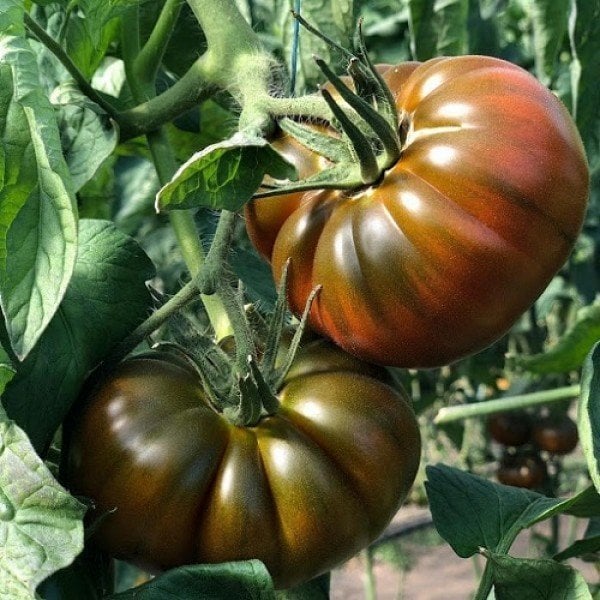 Yarı Sırık Kahverengi Köy Domatesi Tohumu  (10Tohum) (Kırım Domatesi)