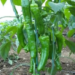 Yediveren Üç Burun Biber Tohumu (200 Tohum)