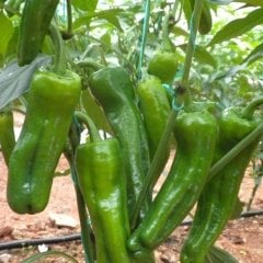 Yediveren Üç Burun Biber Tohumu (200 Tohum)