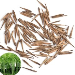 Dekoratif Lucky Bambu Tohumu