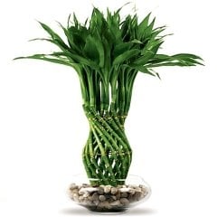 Dekoratif Lucky Bambu Tohumu