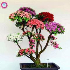 Japon Gülü Ağacı Bonsai Tohumu  5 Adet