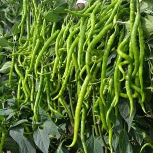 Yediveren Tatlı Kıl Biber Tohumu (200 Tohum)