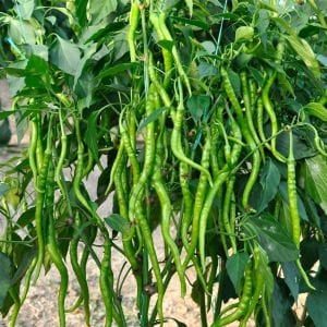 Yediveren Tatlı Kıl Biber Tohumu (200 Tohum)