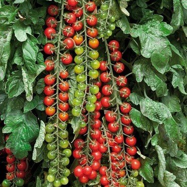 Geleneksel Cherry Domates Tohumu (50 Tohum)