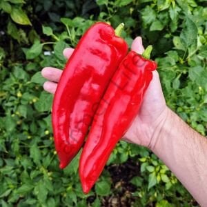 Atalık Kapya Biber Tohumu (200 Tohum)