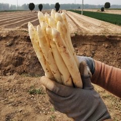 Beyaz Kuskonmaz  (Asparagus)Tohumu 20 Adet