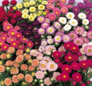 Karışık Renkli Kasımpatı Çiçeği Tohumu (30 Tohum)