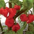 Kırmızı Renk Habanero Acı biber Tohumu (10 Tohum)