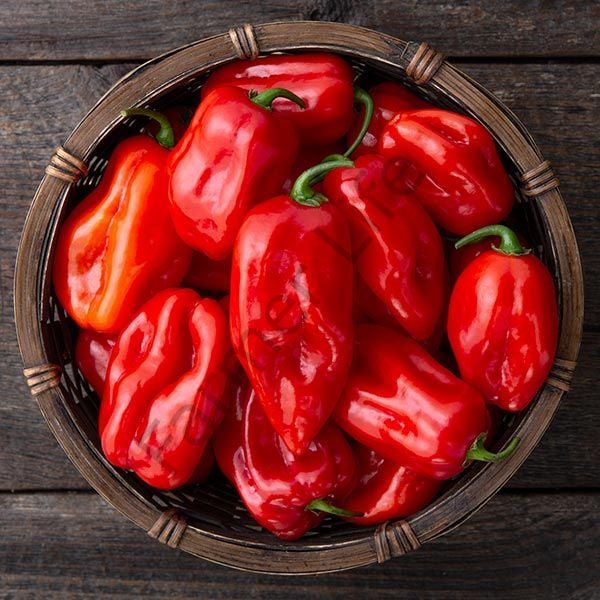 Kırmızı Renk Habanero Acı biber Tohumu (10 Tohum)