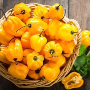 Sarı  Renk Habanero Acı biber Tohumu (5 Tohum)