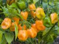 Sarı  Renk Habanero Acı biber Tohumu (5 Tohum)