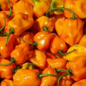 Turuncu Renk Habanero Acı biber Tohumu (10 Tohum)