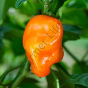 Turuncu Renk Habanero Acı biber Tohumu (10 Tohum)