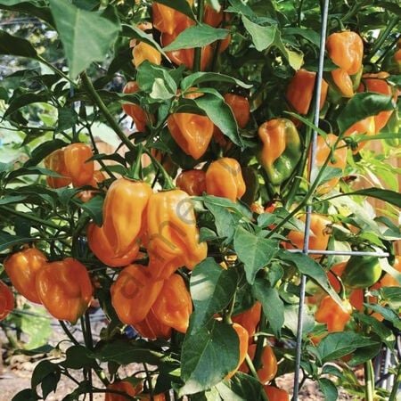 Turuncu Renk Habanero Acı biber Tohumu (10 Tohum)
