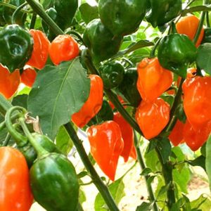 Turuncu Renk Habanero Acı biber Tohumu (10 Tohum)