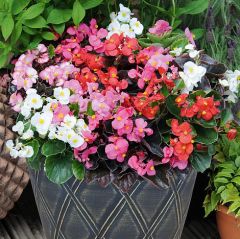 10 Adet Karışık Renkli Begonya Tohumu