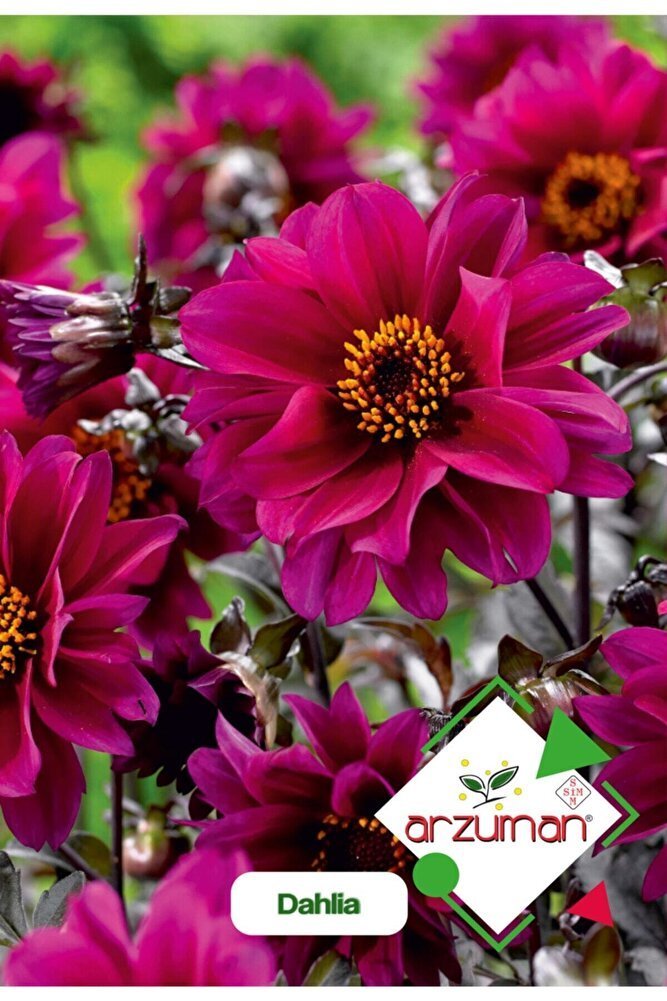 Dahlia (dahlia) Çiçek Tohumu 30 Adet