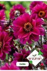 Dahlia (dahlia) Çiçek Tohumu 30 Adet