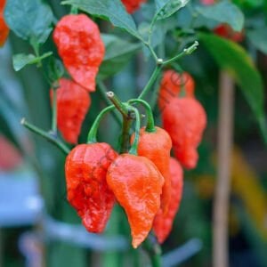 Hayalet Biber (Ghost pepper) Tohumu (5 Tohum)