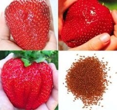 Yediveren Dev Çilek Tohumu (100 Tohum)