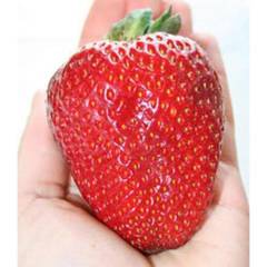 Yediveren Dev Çilek Tohumu (100 Tohum)