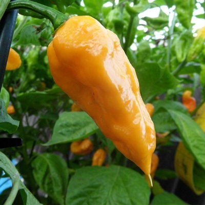 Sarı Hayalet Biber (Ghost pepper) Tohumu (5 Tohum)
