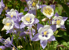 Yer Küpelisi Çiçeği Tohumu (Aquilegia Viridiflora) 30 Adet