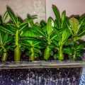 Adenium (Çöl Gülü) Tohumu 2 Adet